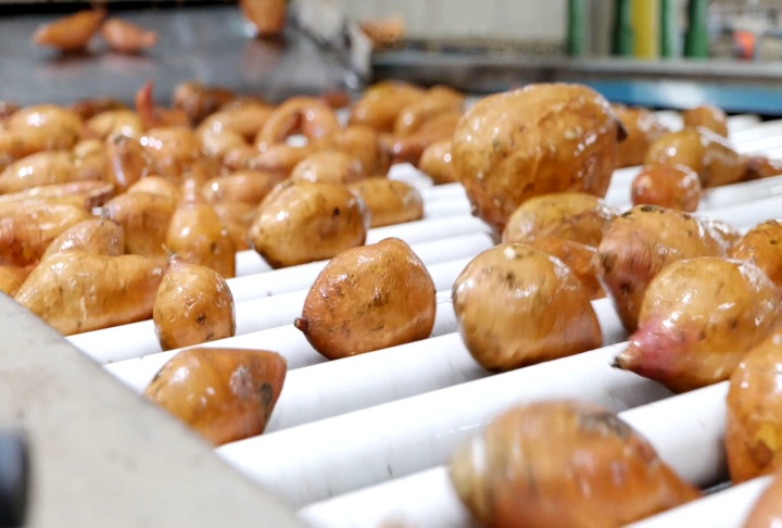Louisiana sweet potato crop good despite heat and drought conditions